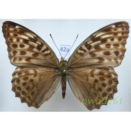 Argynnis paphia f. valesina Esper, 1800 Russia42a